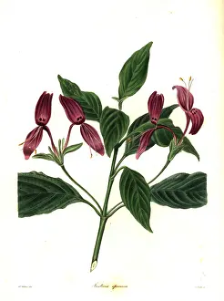 Speciosa: Justicia lindaviana