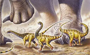Vulnerability: Juvenile Apatosaurus ajax dinosaurs running by