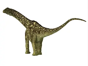 Titanosaur: Juvenile Argentinosaurus dinosaur