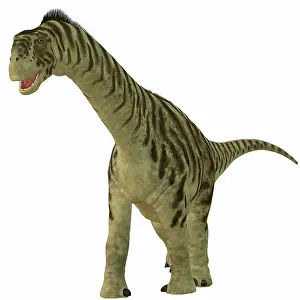 Camarasaurus: A juvenile Camarasaurus dinosaur