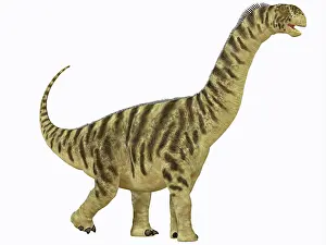 Camarasaurus: A juvenile Camarasaurus sauropod dinosaur that lived during