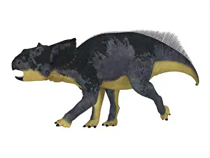 Ceratopsian: A juvenile Chasmosaurus dinosaur, side view on