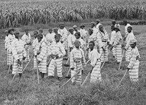 Jails: Juvenile convicts at work in the fields