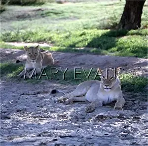 Kalahari: TWO JUVENILE LIONS