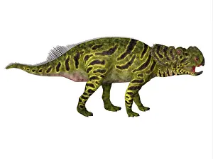 Ceratopsian: A juvenile Pachyrhinosaurus dinosaur, side view