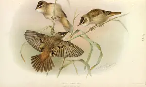Longus: Juvenile Sedge Warbler