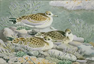 Tunnicliffe: Juveniles ' three young seagulls
