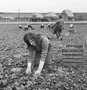 Spinach: JZD - Cooperative - harvest - spinach