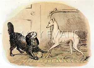 Foes: K C SPANIEL & GREYHOUND