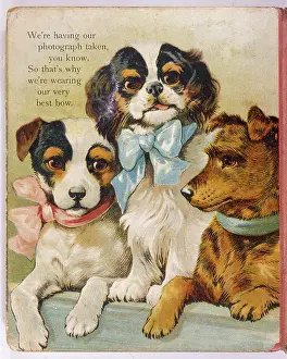 Merrier: K C SPANIEL AND TERRIERS