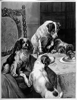 Mei - Consolidated Archive Holdings Ltd: K C SPANIEL & TERRIERS