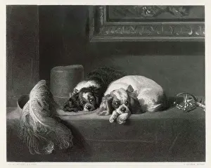 Landseer: K C SPANIELS (LANDSEER)