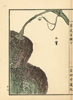 Pepo: Kabocha or pumpkin fruit, Cucurbita pepo
