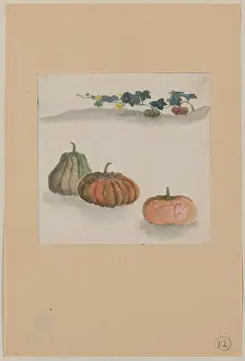 Squash: Kabocha squash with plant growing in the background