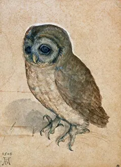 Screech: Kaeuzchen - screech-owl