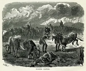 Spells: KAFFIR CURING CATTLE