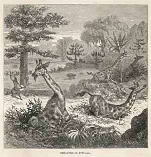 Kaffirs: KAFFIRS HUNT GIRAFFE