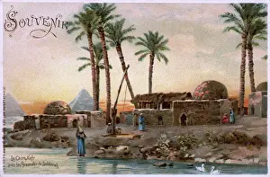 Tress: Kafr near Cairo, Egypt - situated close to the pyramids