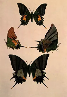 Scattering: Kaiser-i-Hind