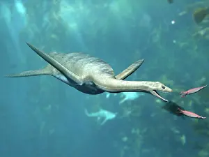 Biting: Kaiwhekea plesiosaur feeding on a pair of squid-like ?