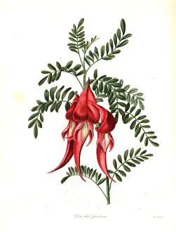 Henslow: Kaka beak, Clianthus puniceus