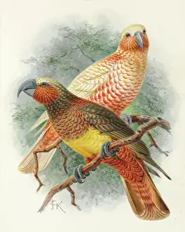 Psittaciformes: Kaka, Nestor meridionalis