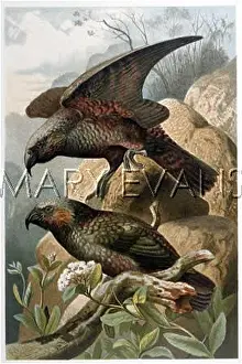 Meridionalis: KAKA PARROTS