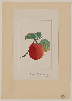 Persimmon: Kaki (persimmon)