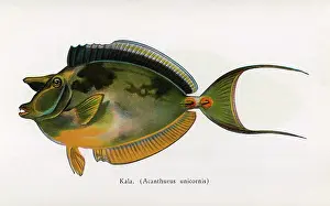 Kala: Kala, Fishes of Hawaii