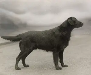 Kala Rat of Adlington, flat-coated retriever