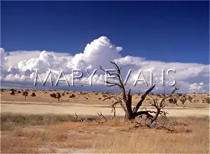 Kalahari: KALAHARI SCENERY/KANUS