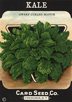 Kale: Kale Seed Packet