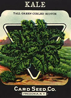 Kale: Kale Seed Packet