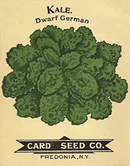 Packets: Kale Seed Packet