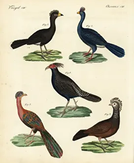 Lophophorus: Kalij pheasant, curassow, and guan