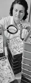 Technician: Kalinin district seed inspection