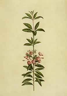 Stalk: Kalmia