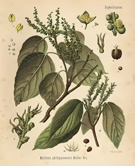 Kamala: Kamala tree or kumkum tree, Mallotus philippinensis