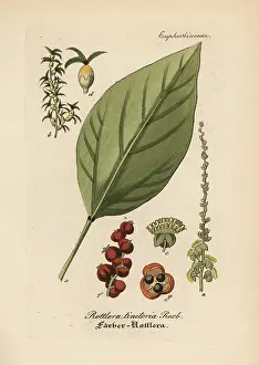 Tinctoria: Kamala tree, Mallotus philippensis