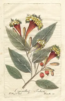 Cesare Majoli: Kamala tree, Mallotus philippensis
