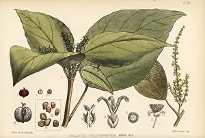 Kamala: Kamala tree, Mallotus philippinensis
