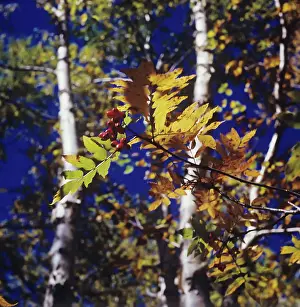 Rowan: Kamchatka in autumn, 1976