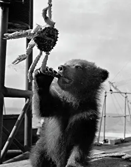 Kamchatka: Kamchatka Baby-Bear