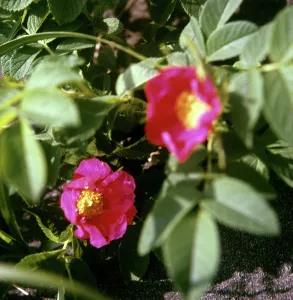 Rosa: Kamchatka herbs and flowers, 1976