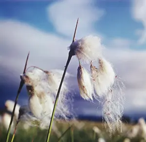 Eriophorum: Kamchatka herbs and flowers, 1976