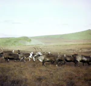 Koryak: Kamchatka in pictures, 1979