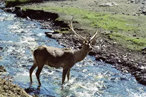 Brook: Kamchatka in pictures, 1979