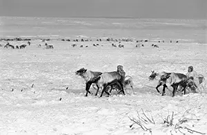 Sleigh: Kamchatka reindeer breeders