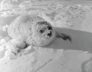 Kamchatka: Kamchatka seal cub