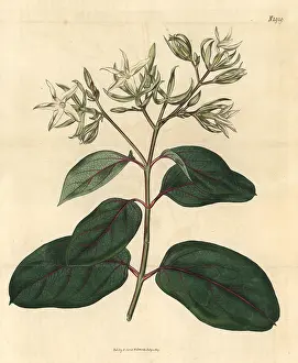 Couchman: Kamettia caryophyllata